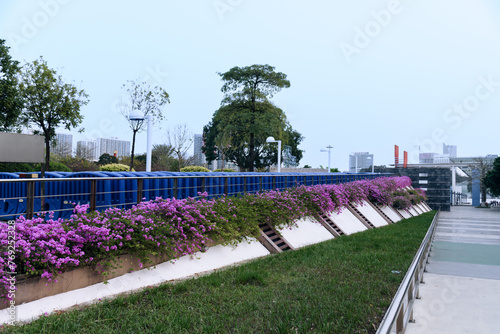 Purple Bougainvilleas bloom in the park in spring. Spring scenery of Dongguan Central Square.  © YOUMING VISION