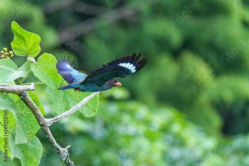 グリーンバックに優雅に飛ぶブッポウソウ成鳥