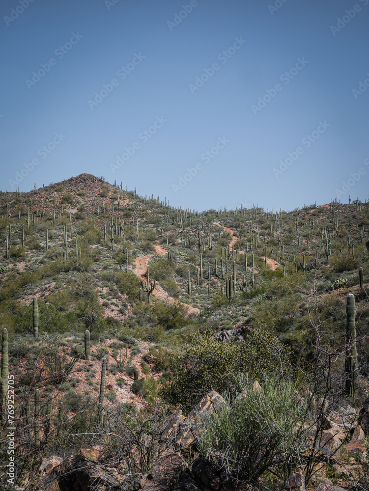 Dirt roads through saguaro cactus filled mountainside in Wickenburg Arizona