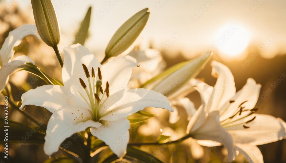 beautiful white lilies on light background closeup