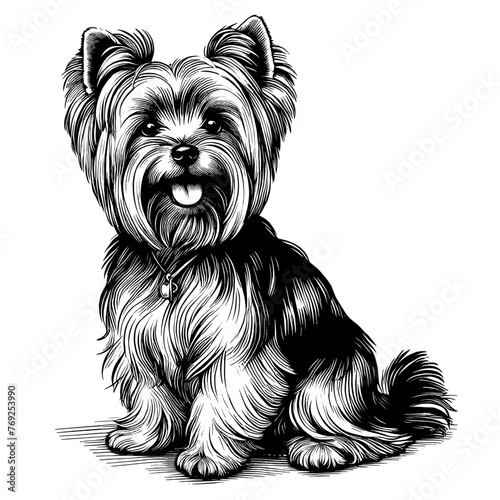 Full-length Yorkshire Terrier sitting. Hand Drawn Pen and Ink. Vector Isolated in White. Engraving vintage style illustration for print, tattoo, t-shirt