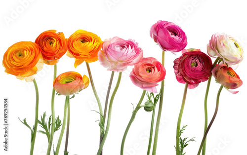 Ranunculus Bouquet Assortments isolated on transparent Background