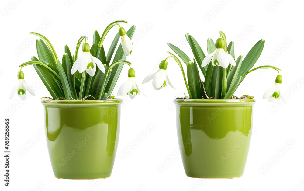 Snowdrop Blossom Planter isolated on transparent Background Snowdrop Blossom Planter isolated on transparent Background