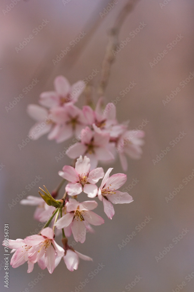 Cherry Blossom. A Close-up of Blossoming Wheeping Japanese Cherry Tree Flower Cluster Cherry Blossom. A Close-up of Blossoming Wheeping Japanese Cherry Tree Flower Cluster