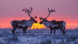 Two reindeer with majestic horns stand in a grassy meadow under the sunset sky