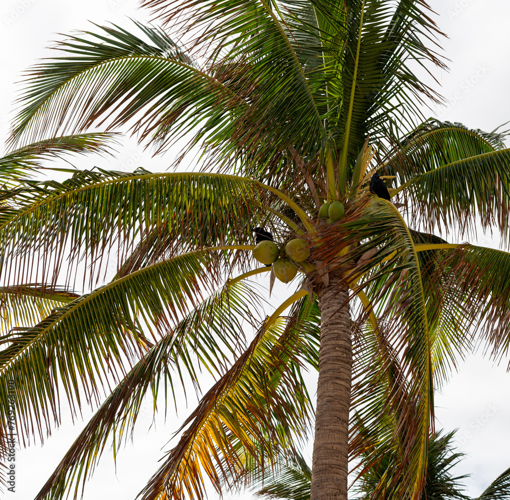 Fototapeta premium coconut palm tree