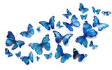 Stunning Cerulean Butterfly Ensemble isolated on transparent Background