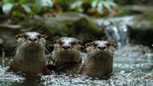 Three North American river otters swim together in the river © yuchen