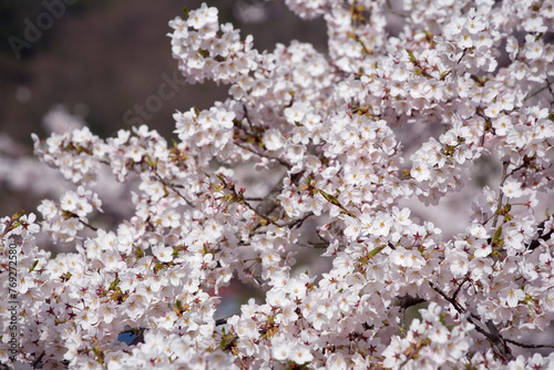 満開になった桜の花