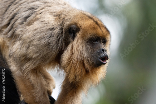 Howler monkey
