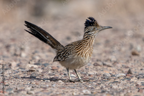 Roadrunner