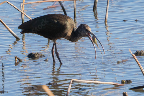 Ibis eating