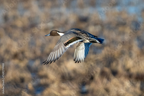 Duck in flight