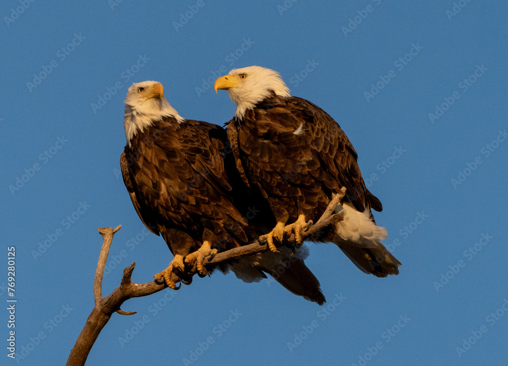 Obraz premium Bald eagles