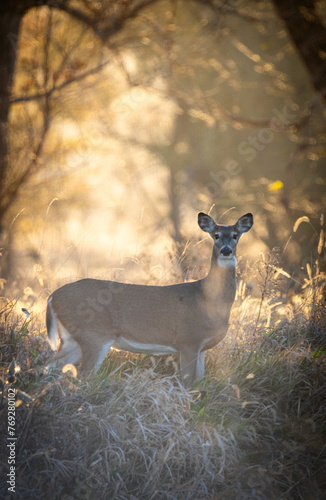 deer in the forest