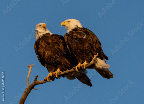Bald eagles