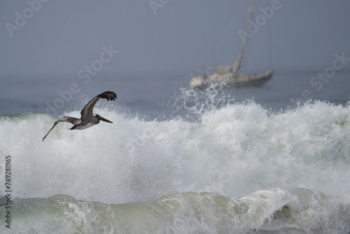 Pelican in flight