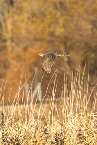 Hawk in flight