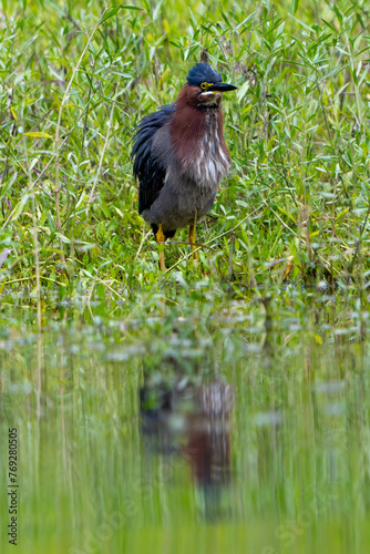 Green heron