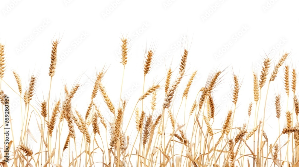 Ripe wheat in the field,white background