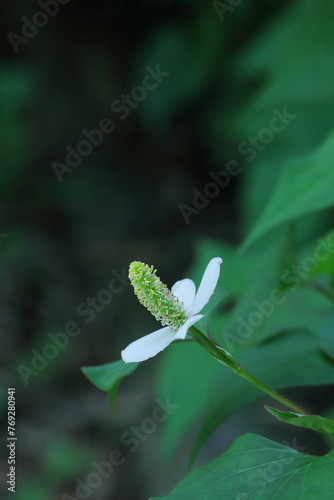 幻想的なドクダミ