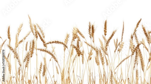 Ripe wheat in the field white background