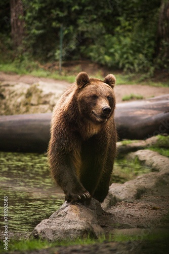 Enchanted Encounters: A Close-Up Look at the Captivating World of the Beautiful Bear

