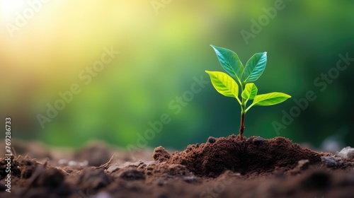 Young plant in the soil, Earth Day Tree Sapling, A young tree sapling 