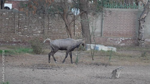  male nilgai or blue bull in D.G khan zoo, Slow Motion 240fps photo
