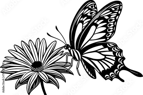 Fototapeta Naklejka Na Ścianę i Meble -  kupu kupu dengan antena panjang mendarat vector illustration