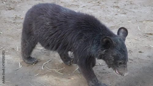 Balochistan black bear (Ursus thibetanus gedrosianus) playing in D.G Khan Pakistan Slow Motion 240fps 10bit raw footage photo