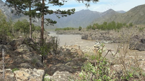 Video of pine tree on the bank of Katun river.  Altai. photo