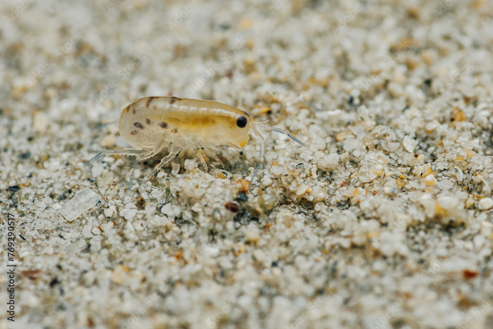 Sand flea or Sand hopper on the sea sand.