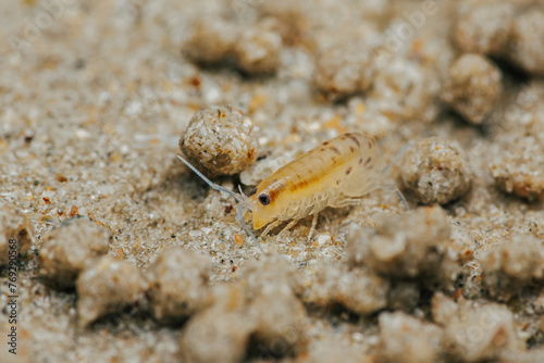 Sand flea or Sand hopper on the sea sand. photo