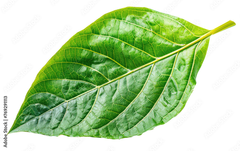 Obraz premium Leafy Greens isolated on transparent Background