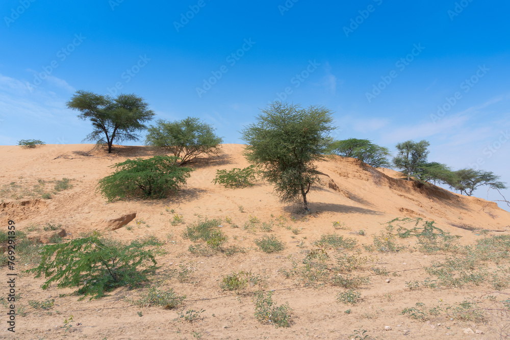 Green trees, vegetation found rarely at Thar desert . Barren land , sand dunes of Jodhpu, Rajasthan, India.