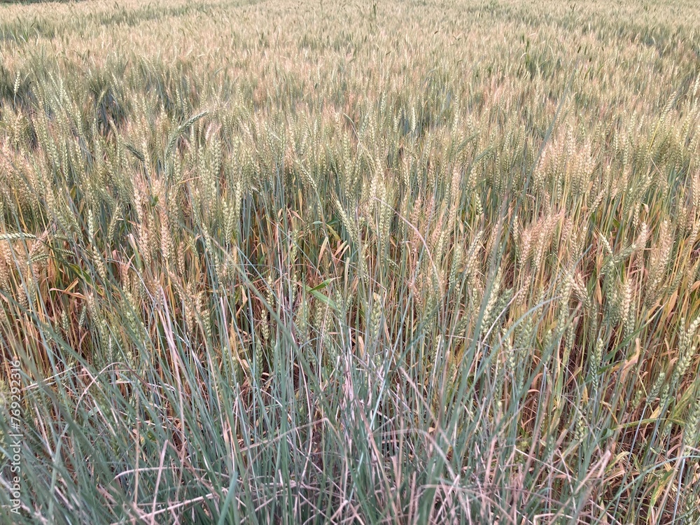 Fototapeta premium grass in the wind