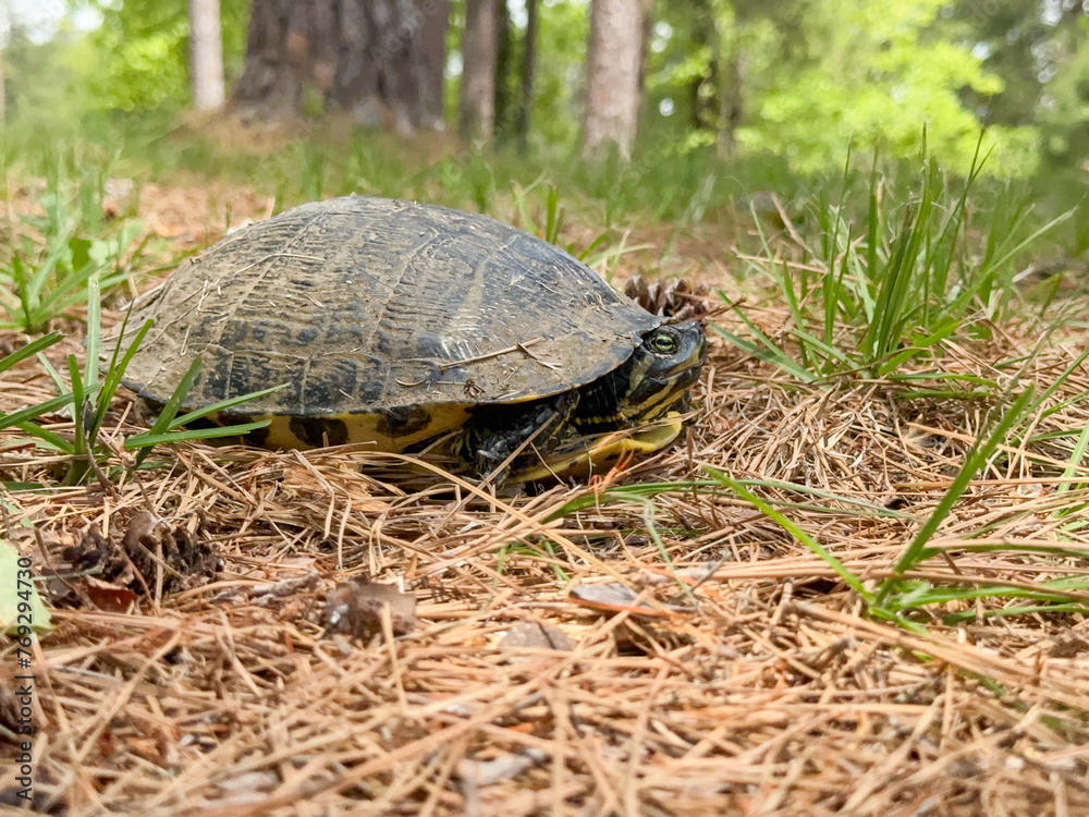 Close-up of a Yellow-Bellied Slider Turtle lying in a park Close-up of a Yellow-Bellied Slider Turtle lying in a park
