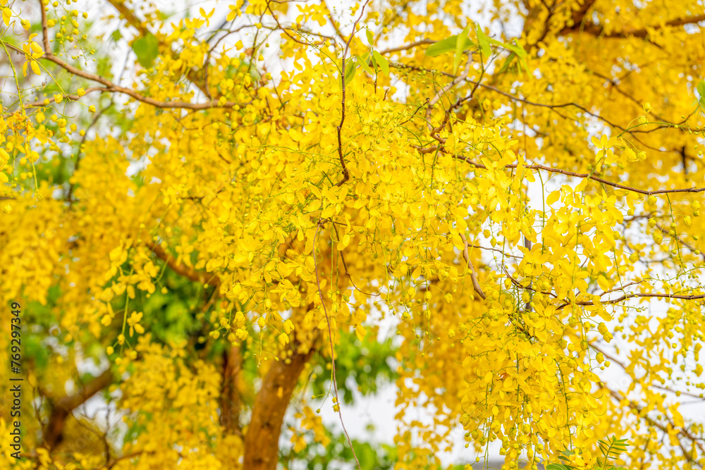 Golgen Flower blooming on Summer day, Golden shower flower or Indian laburnu, Cassia fistula on Golden shower tree. Golgen Flower blooming on Summer day, Golden shower flower or Indian laburnu, Cassia fistula on Golden shower tree.