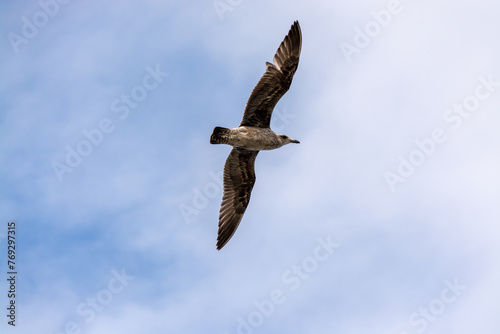 Gaviota Dominicana juvenil  Larus dominicanus  en pleno vuelo