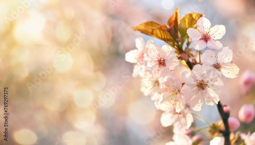 delicate pink cherry tree blossom flowers blooming in spring easter time against a natural sunny blurred sky garden banner background blue yellow and white bokeh graphic resource for copy space