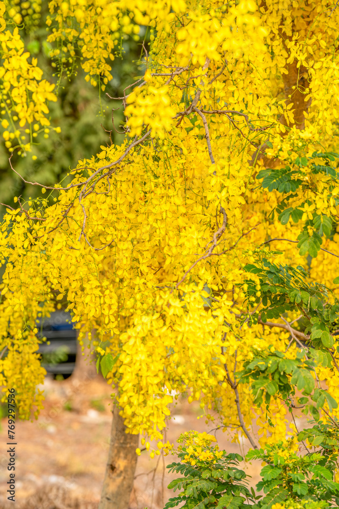 Golgen Flower blooming on Summer day, Golden shower flower or Indian laburnu, Cassia fistula on Golden shower tree. Golgen Flower blooming on Summer day, Golden shower flower or Indian laburnu, Cassia fistula on Golden shower tree.