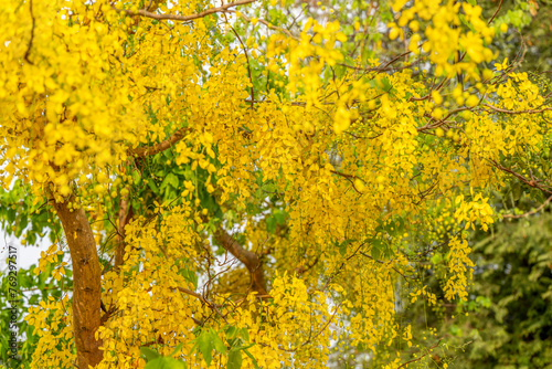 Golgen Flower blooming on Summer day, Golden shower flower or Indian laburnu, Cassia fistula on Golden shower tree. photo