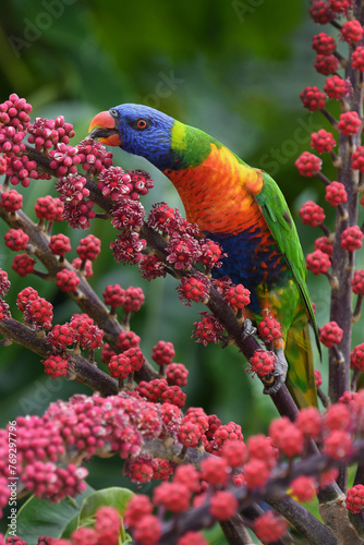 Australian, adult, Rainbow Lorikeet -Trichoglossus moluccanus- bird, perched, tree branch, feeding on vibrant red berries, overcast light 