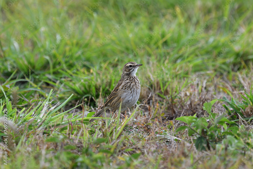 Ground-dwelling adult Australian Pipit -Anthus australis- bird short grass looking for food overcast light Ground-dwelling adult Australian Pipit -Anthus australis- bird short grass looking for food overcast light