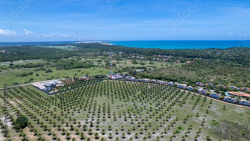 Aerial view of coconut plantation on Pipa beach in Tibau do Sul, Natal, Rio Grande do Norte, Brazil photo