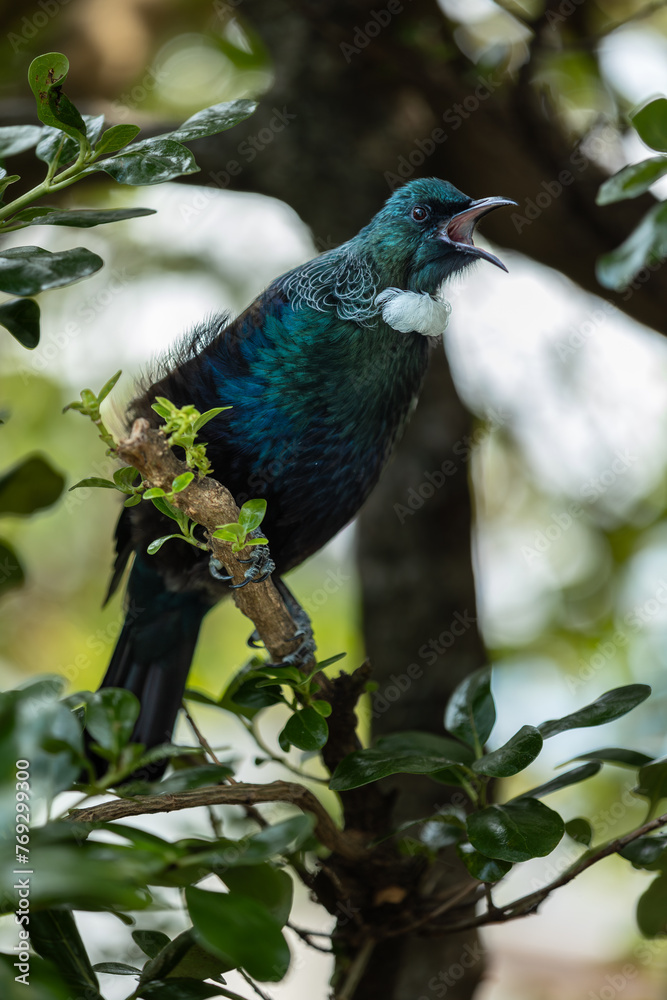 Fototapeta premium Singing Tui Bird in a tree in New Zealand