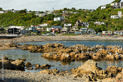 Owhiro Bay rocky beach, Seagulls and little houses