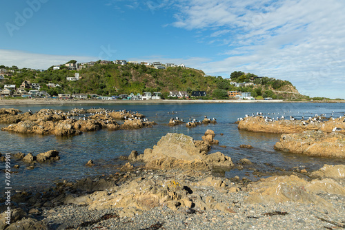 Owhiro Bay rocky beach, Seagulls and little houses photo