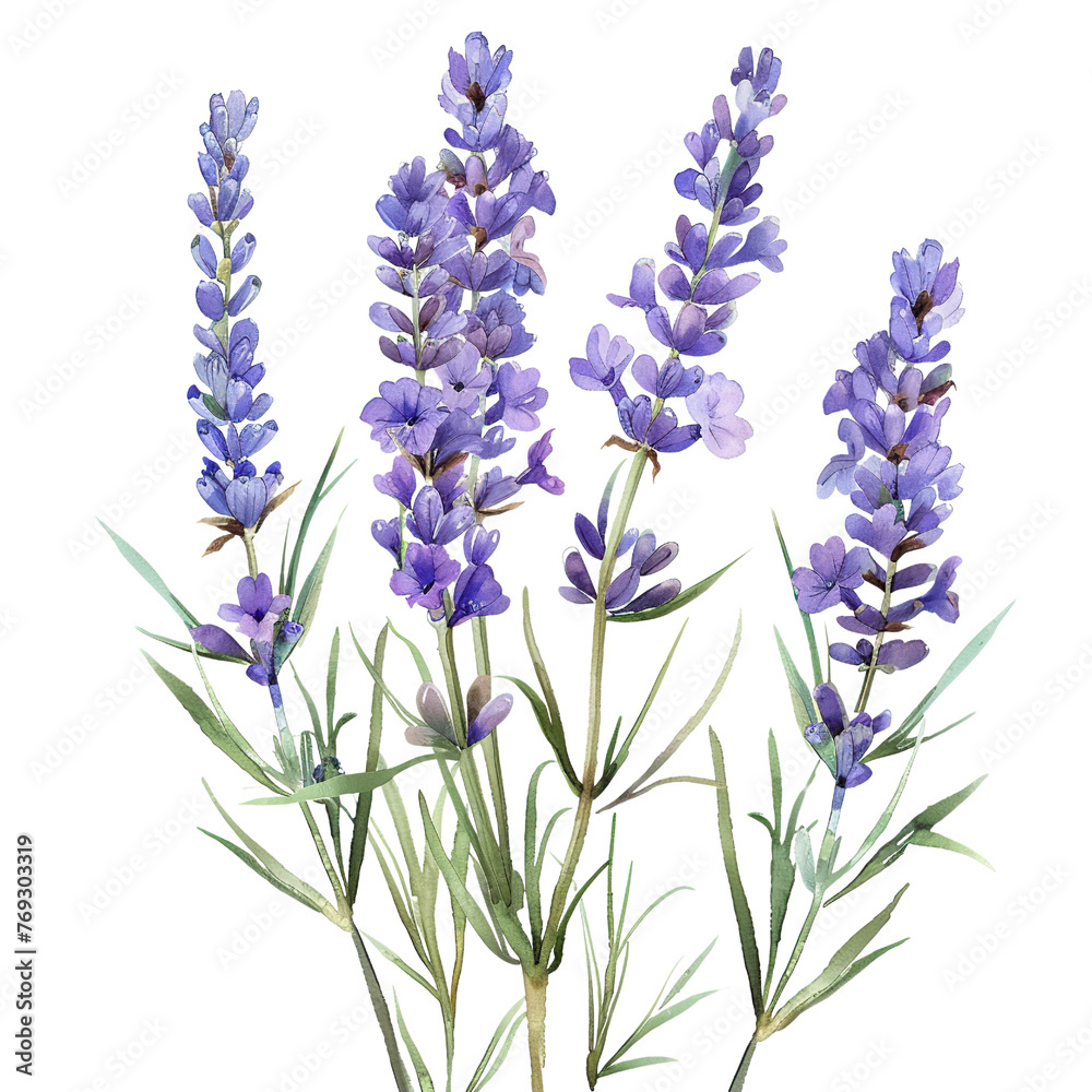 Naklejka premium Watercolor Lavender Flower Clipart 